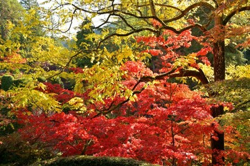 Autumn Colors at Butchart Gardens, Victoria, BC, Canada