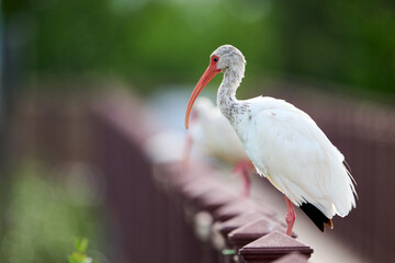 American white ibis sitting on a rail relaxing in the afternoon shade, South Padre Island, TX.