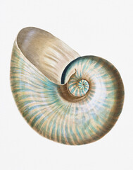 Seashell Digital Painting Illustration. Nautilus