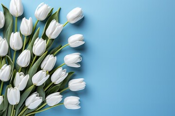 tulips on blue background, copy space 
