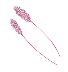 Watercolor plant spikelet isolated
