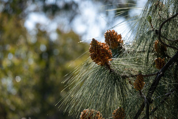 Pine cones on evergreen tree
