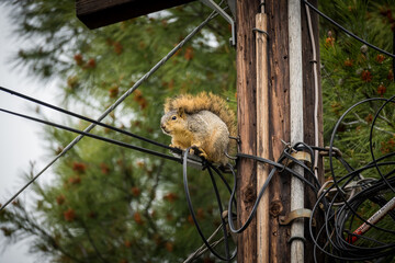 squirrel on telephone pole