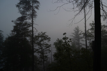 Foggy mountain sunrise in the forest