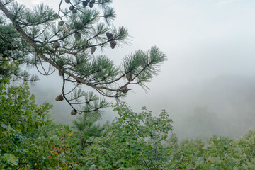 Evergreen branch with pinecones in the fog