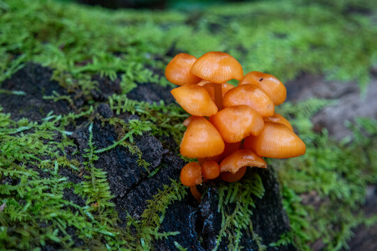 Macro of orange mushroom caps on a mossy green log