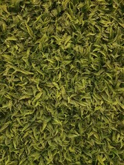 Beautiful green plant fields wallpapers. Full frame .Backgrounds and textures.