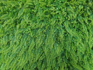 Beautiful green plant fields wallpapers. Full frame .Backgrounds and textures.