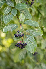 Black round fruits of the alder buckthorn tree.