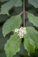 Tiny flowers of the buckthorn tree.