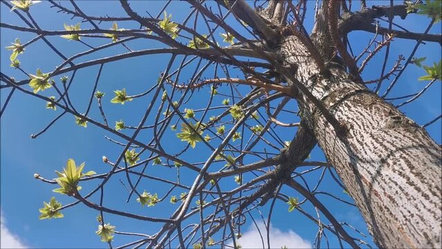 The Sala tree has young leaves on a clear day