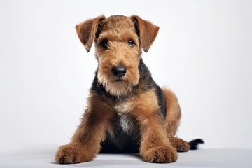 Generative AI : Cute little Airedale Terrier dog on blue background in studio