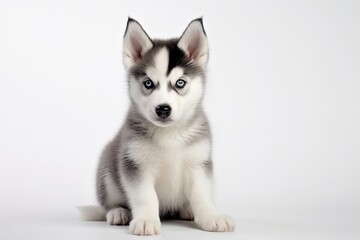 Generative AI : Cute little Siberian Husky dog on blue background in studio