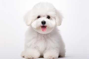Obraz premium Generative AI : Cute little Bichon Frisé dog on white background in studio