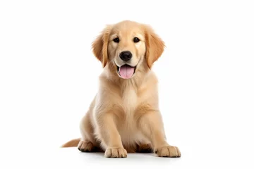 Fototapeten Generative AI : Cute little Golden Retriever dog on blue background in studio © The Little Hut