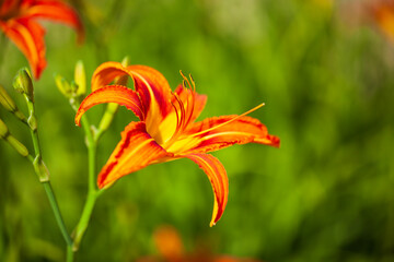 Obraz premium The day lilies are blooming