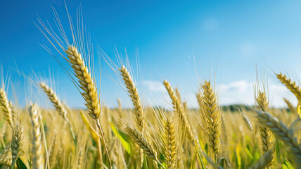 Obraz premium Rolling Fields of Golden Wheat Under a Blue Sky