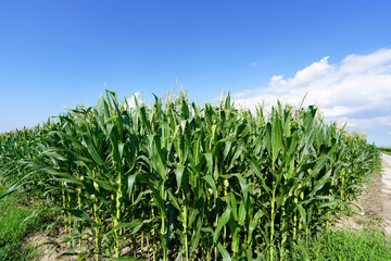 The corn in the field