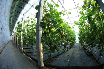 The grapes are in the greenhouse.