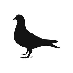 Vector chukarhuhn vector graphic design