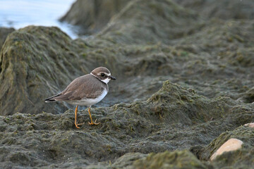 Cute little Semipalmated Plover bird walks along moss and algae covered rocks along the shore of Lake Ontario

