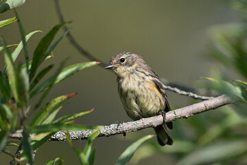 Yellow-rumped warbler with its confusing fall colors sits perched on a branch in the forest