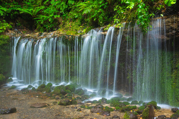 Obraz premium waterfall in the forest