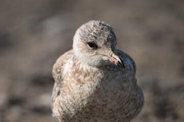 Close up portrait of a young juvenile Ring-billed seagull standing on a beach along the waterfront