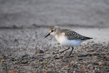 Semipalmated sandpiper walks along a rocky shore of Lake Ontario during its migration south 