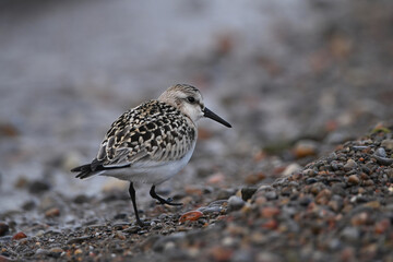 Cute little Sanderling bird walks along rocky shore of Lake Ontario during migration