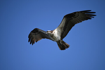 Osprey bird in flight with wings spread soars along water front in search of fish