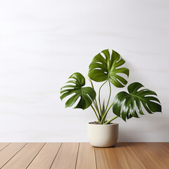 Monstera leaves with Isolate on white background, Monstera plant, Monstera delicosa,