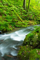 stream in the forest