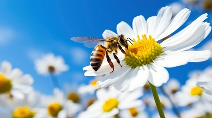 Obraz premium Natural background depicting daisy flower and bees on a sunny day