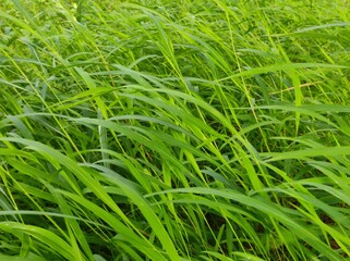 green grass background