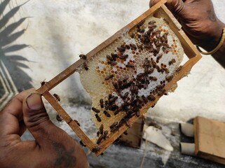 The honeybee and beehive from the box is being verified by the owner