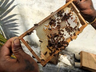 The honeybee and beehive from the box is being verified by the owner