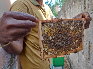Honeybee and Beehive