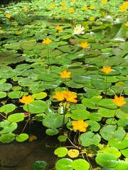 water lilies in the pond