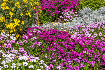 Fototapeta premium A colorful display of daisies in a botanical garden on the Gold Coast in Australia.