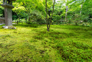 三千院の庭園・有清園