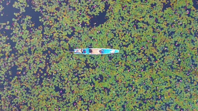 Sunrise at The sea of red lotus, Lake Nong Harn, Udon Thani, Thailand. A couple of men and women in a wooden boat during sunrise at the red lotus lake in Thailand seen from a drone