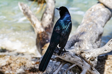 Bird on Sanibel Island Beach