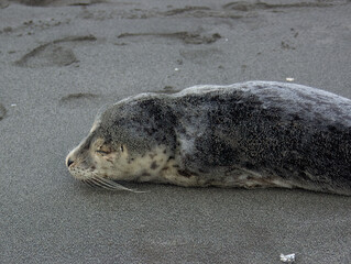 sea lion on the beach