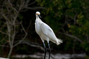 Bird on Sanibel Island