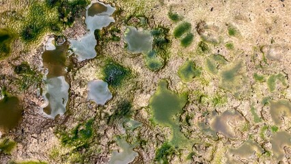 moss background on soil