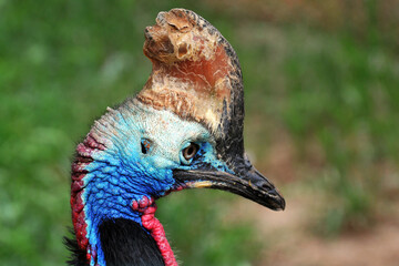 Casoar à casque