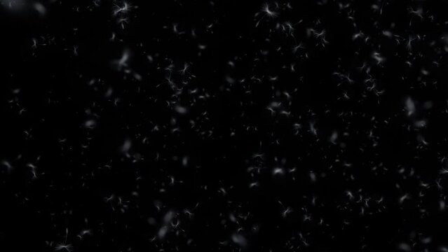 Seeds and pollen dust from a custom particle system blowing in the wind, 4k 24p with alpha channel for transparent background