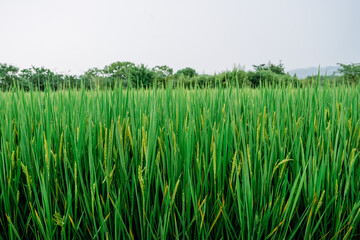 Fototapeta premium green rice in the wind
