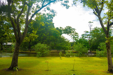 Green meadow grass with tree forest in city public park sunset sky with cloud